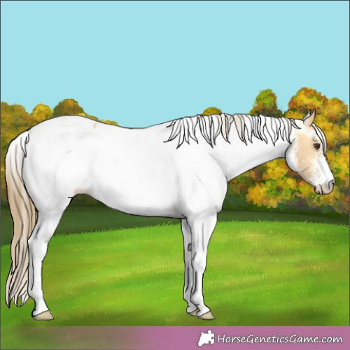 Horse Color:White Spotted Buckskin Dun Appaloosa Rabicano 