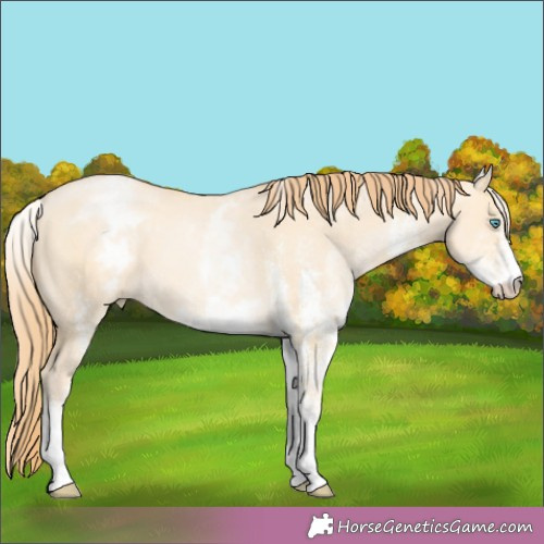 Horse Color:White Spotted Buckskin Pearl Dun 