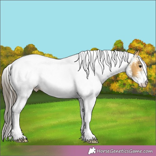 Horse Color:White Spotted Buckskin 