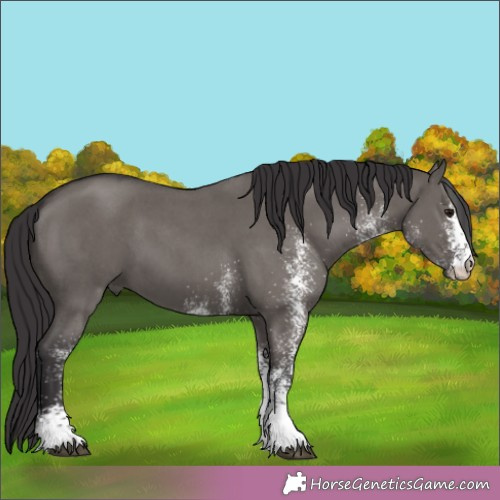 Horse Color:White Spotted Smoky Grullo 