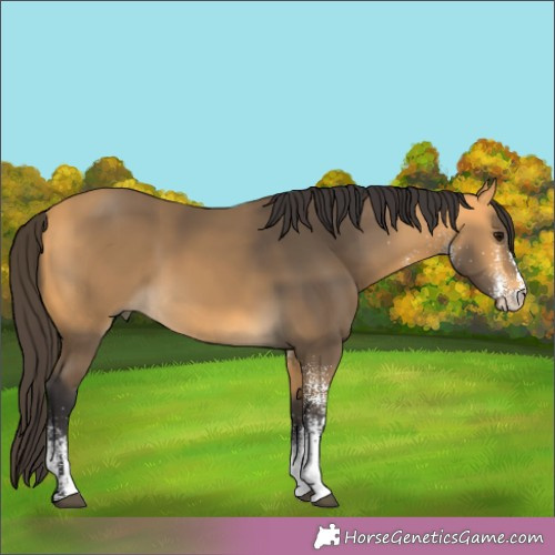 Horse Color:White Spotted Buckskin 