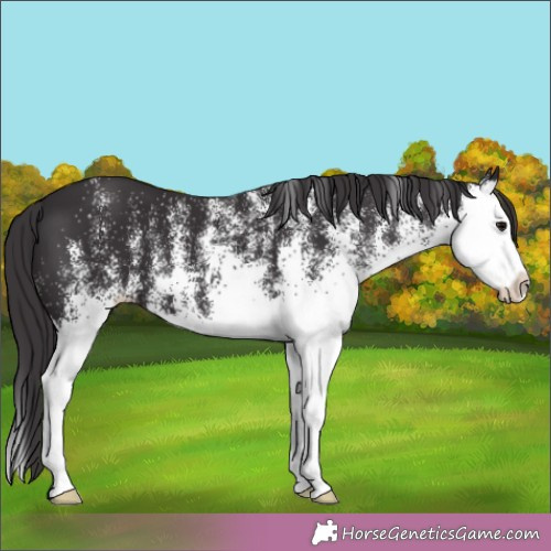 Horse Color:White Spotted Smoky Black Splash 