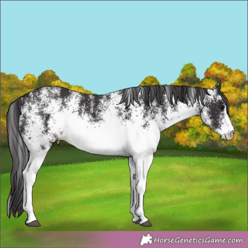 Horse Color:White Spotted Smoky Black 