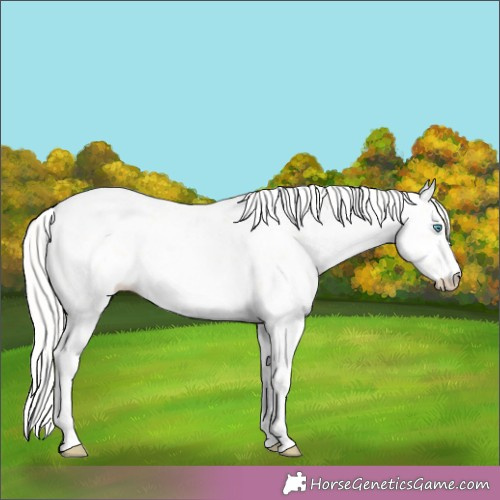 Horse Color:White Spotted Silver Buckskin Pearl Sabino Rabicano 