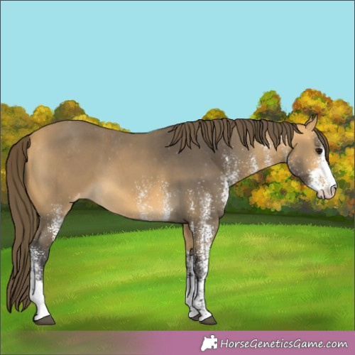 Horse Color:White Spotted Buckskin Appaloosa 