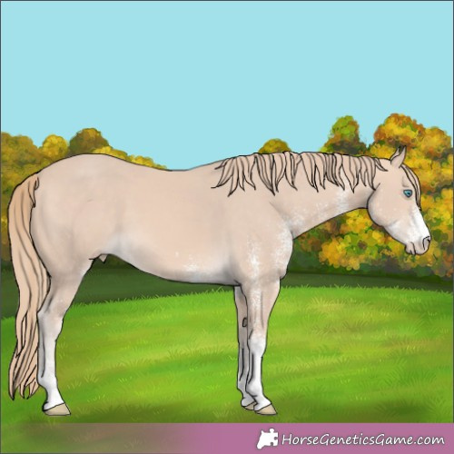 Horse Color:White Spotted Perlino 