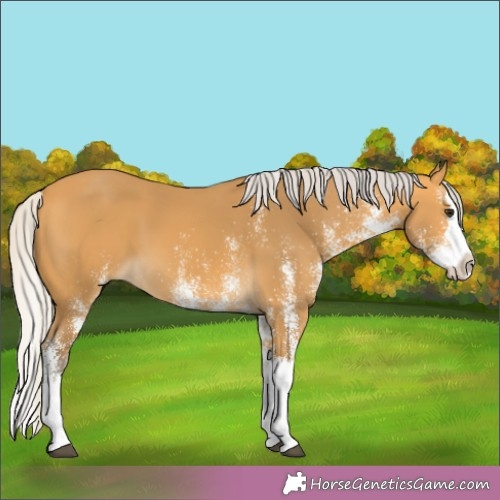 Horse Color:White Spotted Silver Buckskin Splash 