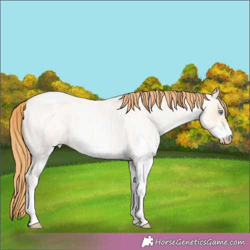 Horse Color:White Spotted Buckskin Roan Pearl Dun 