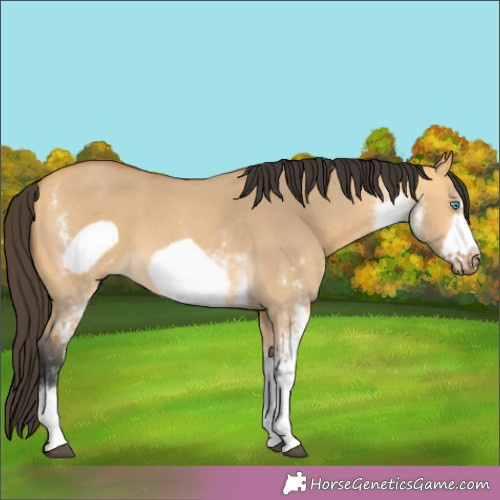 Horse Color:White Spotted Buckskin Dun Frame 