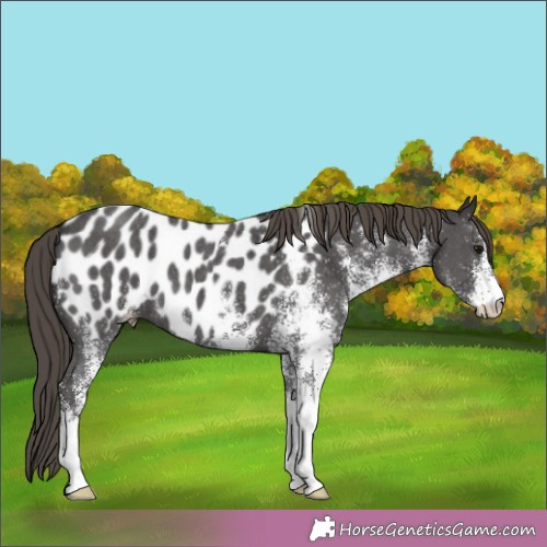 Horse Color:White Spotted Smoky Black Appaloosa 