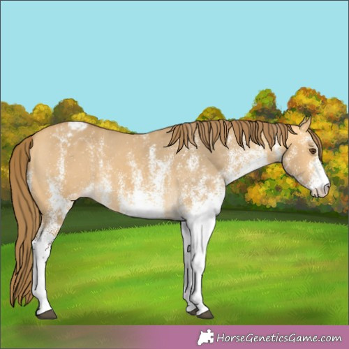 Horse Color:White Spotted Buckskin Dun Appaloosa 