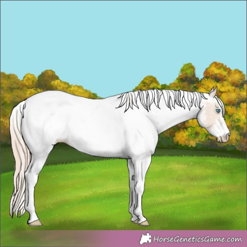 Horse Color:White Spotted Perlino Dun 