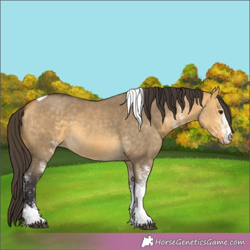 Horse Color:White Spotted Buckskin Dun Tobiano 