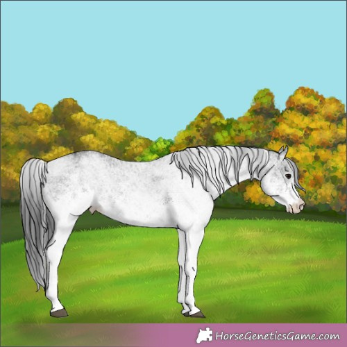 Horse Color:White Spotted Black 