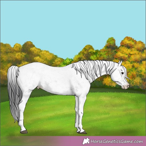 Horse Color:White Spotted Black Sabino Rabicano 