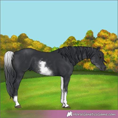 Horse Color:White Spotted Black 