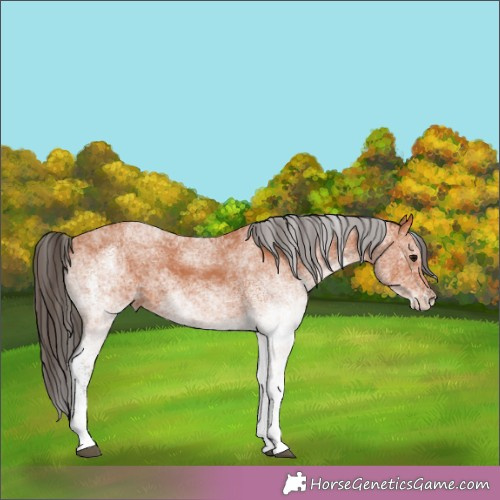 Horse Color:White Spotted Bay 