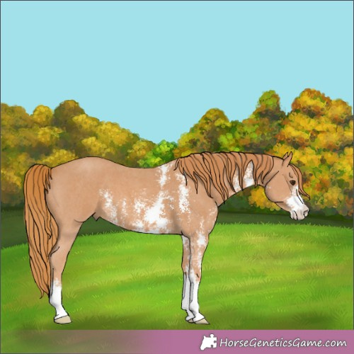 Horse Color:Chestnut Sabino 