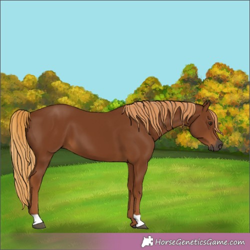 Horse Color:Gray Chestnut