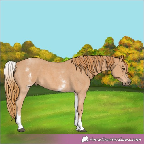 Horse Color:White Spotted Chestnut Sabino 
