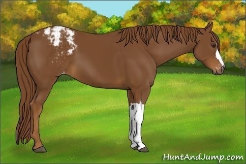 Horse Color:Gray Chestnut Blanket 