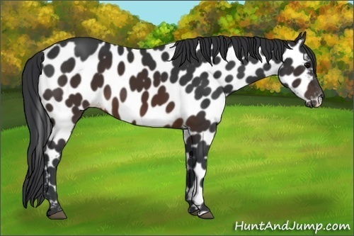 Horse Color:Brown Appaloosa 