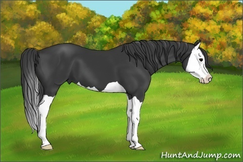 Horse Color:Black Splash 