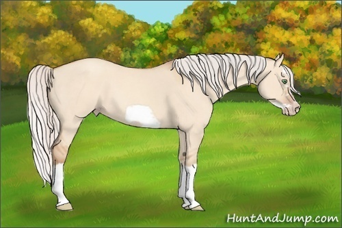 Horse Color:Silver Classic Champagne Dun Splash Frame 