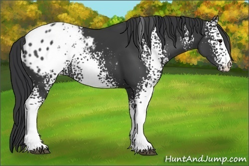 Horse Color:White Spotted Black Appaloosa