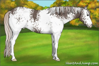 Horse Color:White Spotted Silver Black 