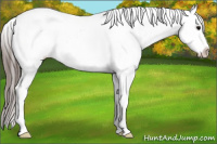 Horse Color:White Spotted Black Splash Appaloosa 