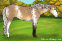 Horse Color:White Spotted Silver Buckskin Dun 