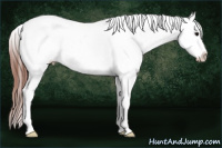 Horse Color:White Spotted Grullo Splash Appaloosa