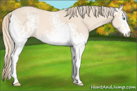 Horse Color:White Spotted Perlino 