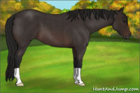 Horse Color:Gray Bay Roan
