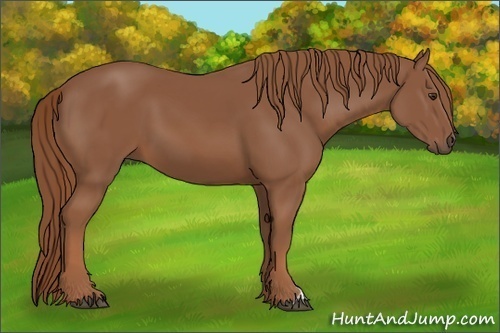 Horse Color: Chestnut 