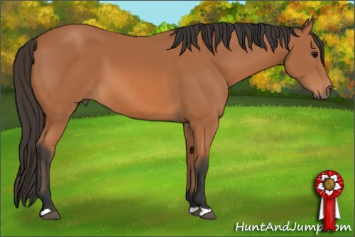 Horse Color: Bay 
