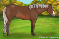 Horse Color:Silver Bay Splash 