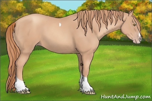 Horse Color:Gold Champagne Splash Tobiano