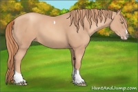 Horse Color:Gold Champagne Splash Tobiano 