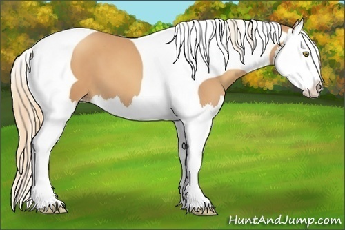 Horse Color:Gold Champagne Splash Tobiano