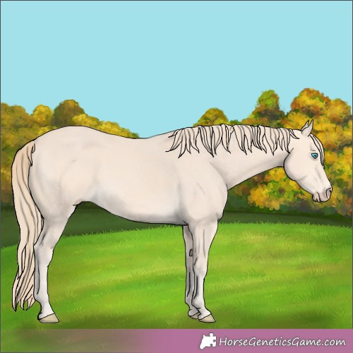 Horse Color:Perlino 