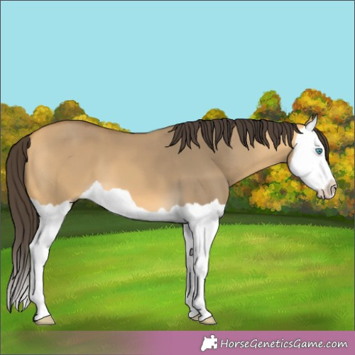 Horse Color:Buckskin Dun Splash 