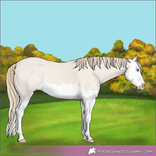 Horse Color:Smoky Creme Dun Splash 
