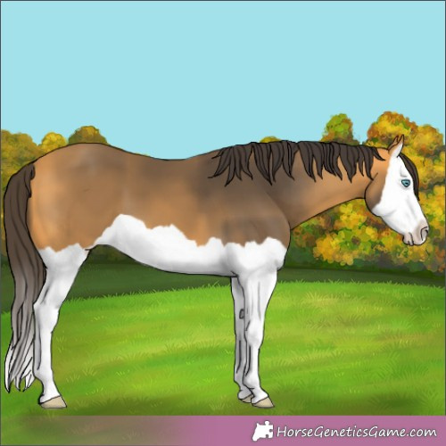 Horse Color: Buckskin Splash 