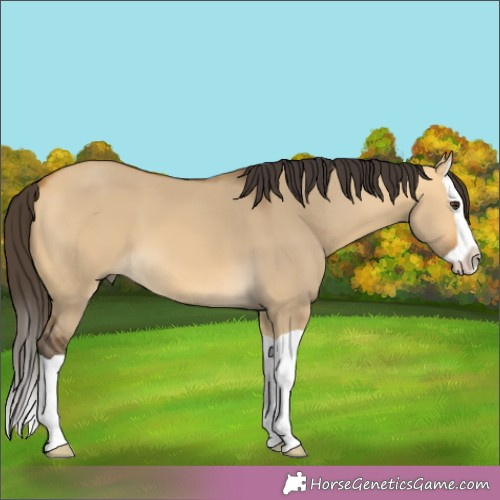 Horse Color:Buckskin Dun Splash 