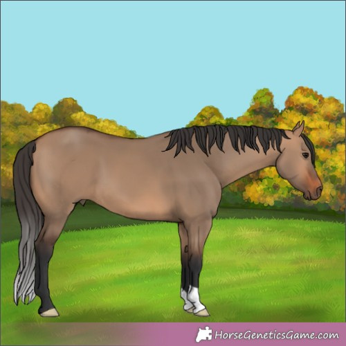 Horse Color:Brown Dun 