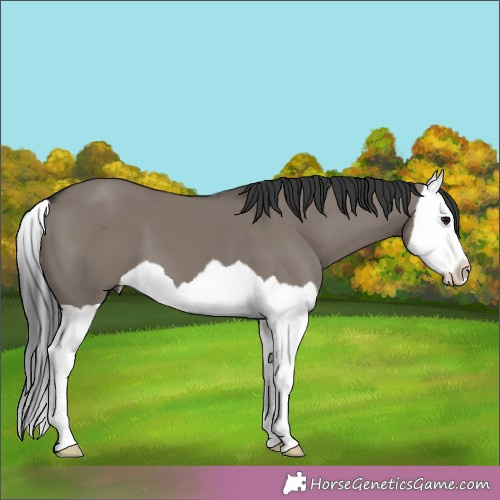 Horse Color:Grullo Splash 