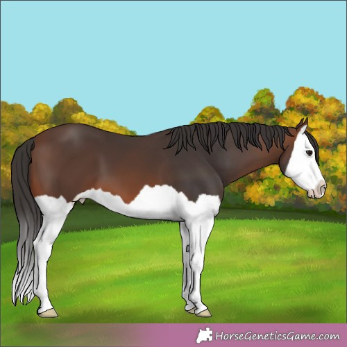 Horse Color:Brown Splash 