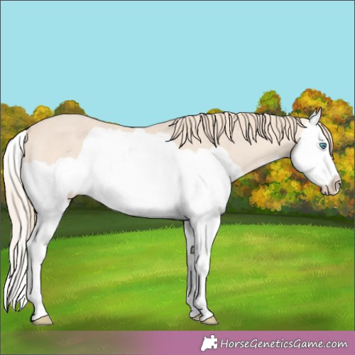 Horse Color:Perlino Splash 